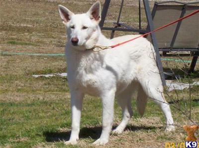 Dogs - German Shepherd